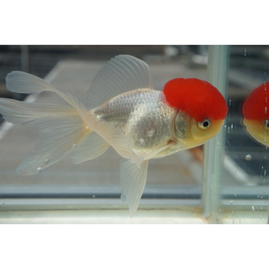 国産 金魚 三才 高頭丹頂 一点物（全長約14cm）飯田産 棚田氏 オス