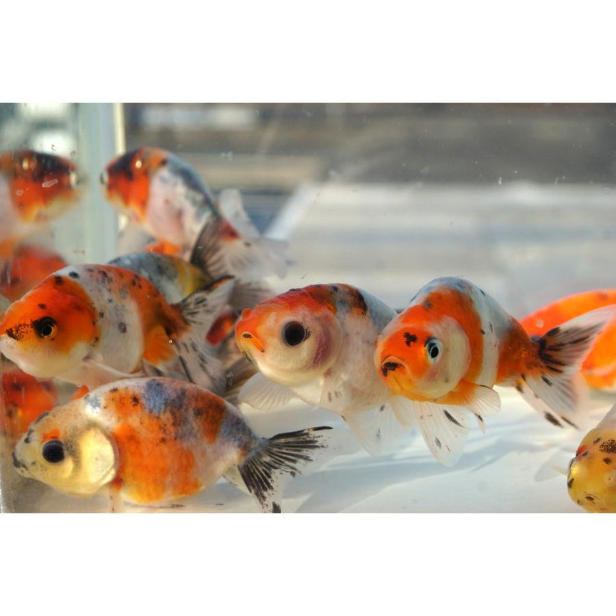 国産金魚 江戸錦 2匹セット （全長約5-6cm）弥冨産 選りなし : やとみ 