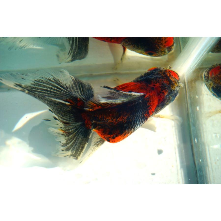 金魚 東錦ブロードテール 一点物（全長約12cm）中国産 メス : やとみ 