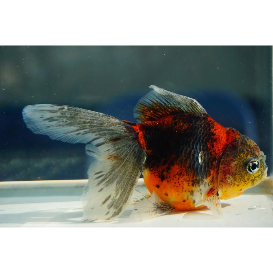 金魚 東錦ブロードテール 一点物（全長約12cm）中国産 メス : やとみ 