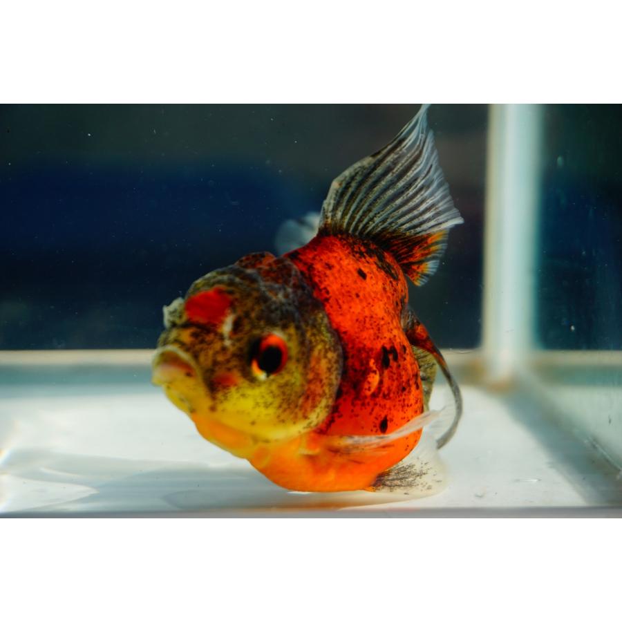 金魚 東錦ブロードテール 一点物（全長約12cm）中国産 メス : やとみ 