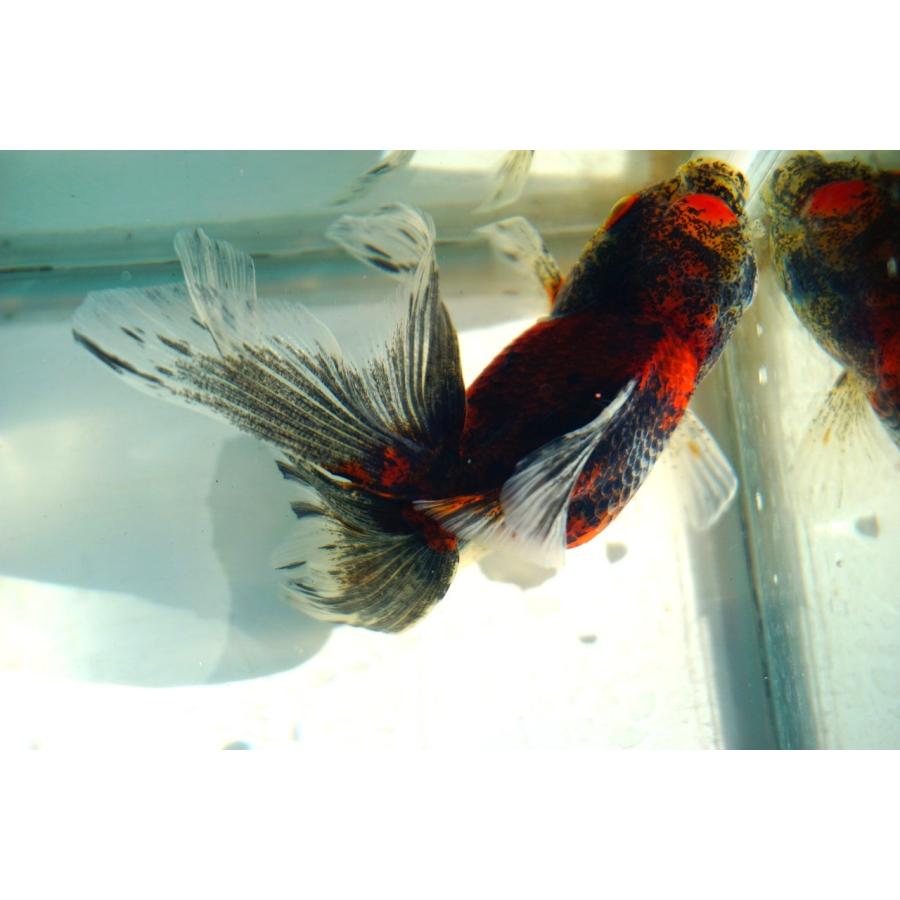 金魚 東錦ブロードテール 一点物（全長約12cm）中国産 メス : やとみ 