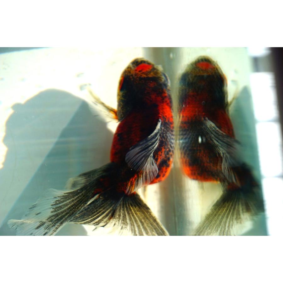 金魚 東錦ブロードテール 一点物（全長約12cm）中国産 メス : やとみ 