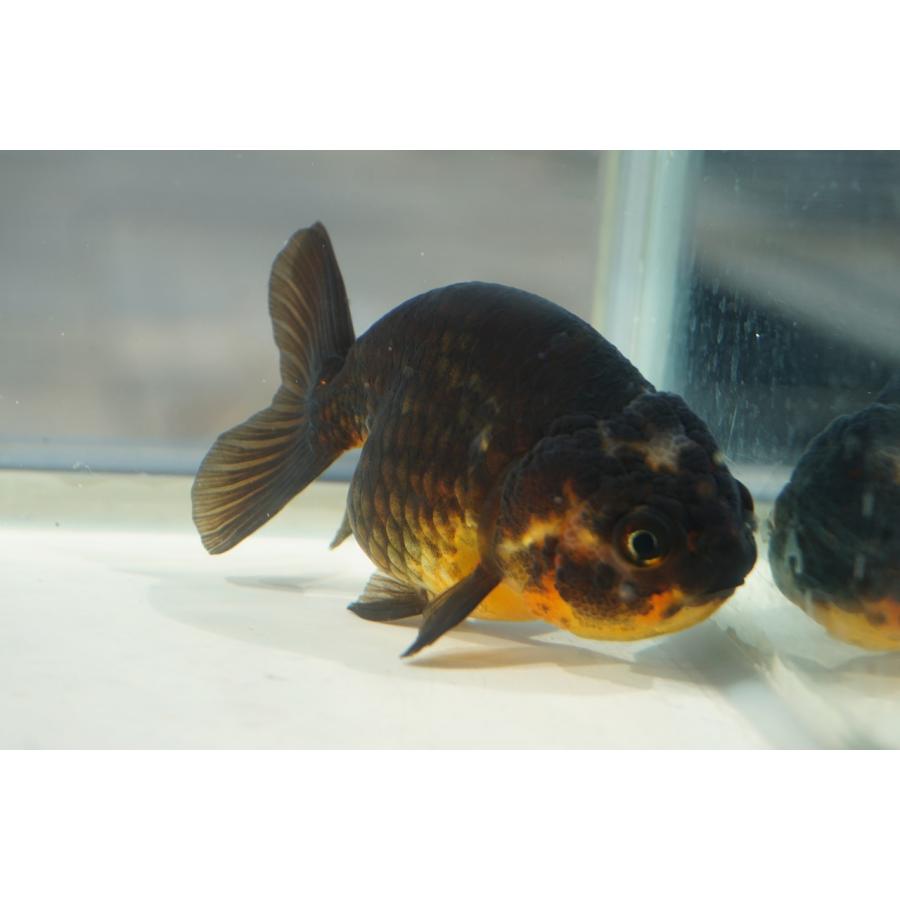 金魚 黒ランチュウ 一点物（全長約10cm 中国産) メス 楽天市場】中国 