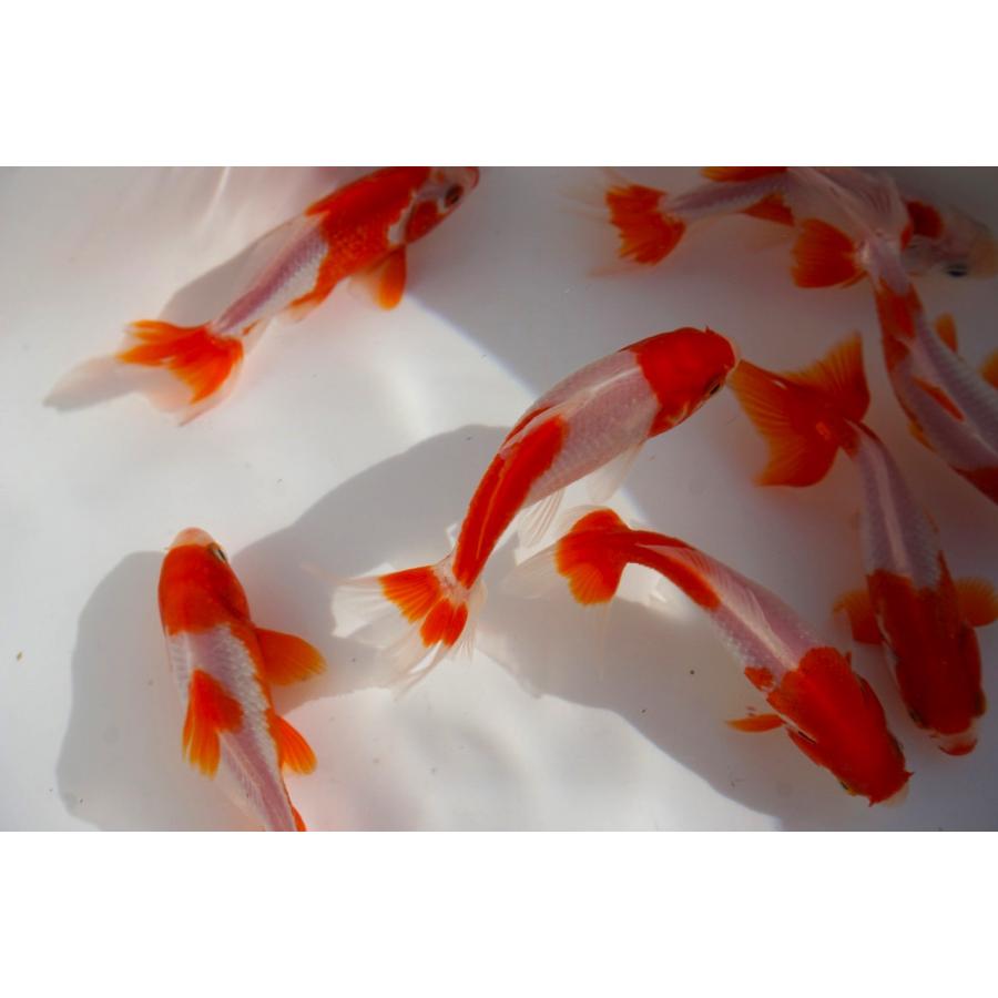国産金魚 サラサ和金 二才 2匹セット（全長約9cm）愛知 長尾氏 選り