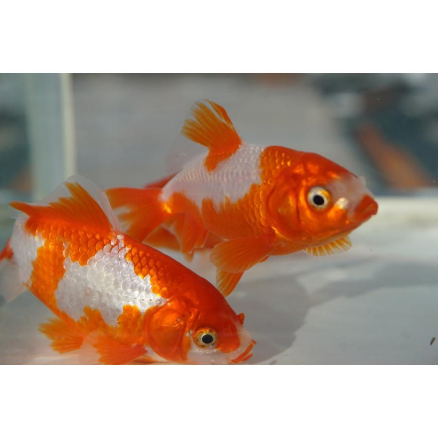 早い者勝ち！金魚・和金・小赤・２００匹大特価5000円♪ Amazon | 【生体 名生園】金魚 小赤10匹 コアカ 和金 | こだわりの生体