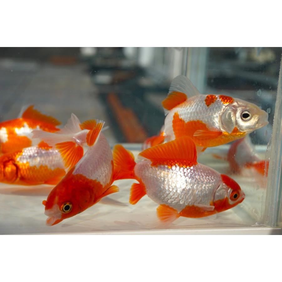 国産金魚 サラサ和金 二才 2匹セット（全長約9cm）愛知 長尾氏 選り