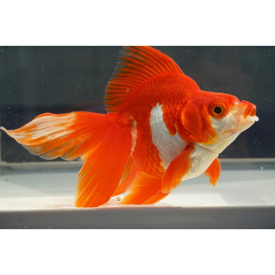 国産金魚 琉金 三才 サラサ 一点物（全長約14cm）産地：飯田市 棚田氏