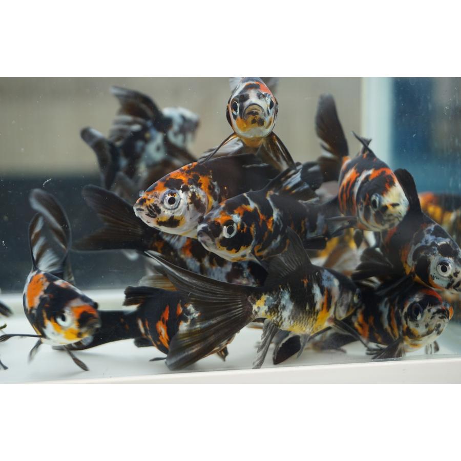 国産金魚 墨朱文金 2匹セット（全長約12cm 弥冨産）選りなし