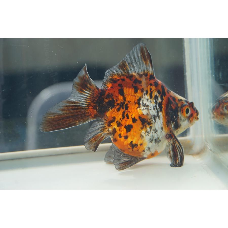 国産金魚 キャリコ玉サバ 一点物（全長約8cm 弥富産） : やとみ金魚