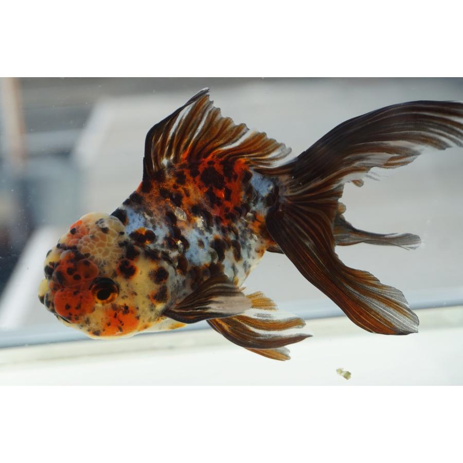 国産 金魚 三才東錦 一点物（全長約14cm 飯田産・棚田氏）オス : や