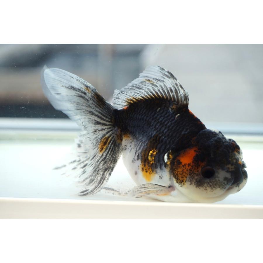 金魚一位　 金魚王子】桜錦 6±1cm前後 (個体番号：cde562) 金魚 きんぎょ 生体