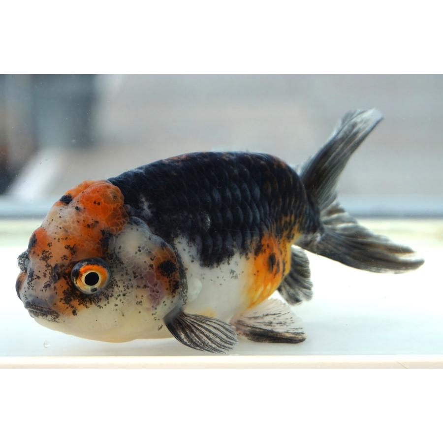 国産 金魚 二才伊勢東錦 一点物（全長約13cm 三重県・後藤氏）メス