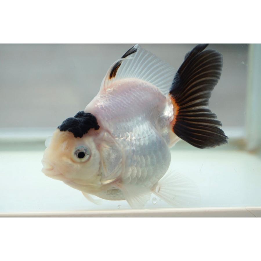 国産 金魚 二才オランダ ハーフムーン 白黒柄 一点物（全長約9cm) 津市