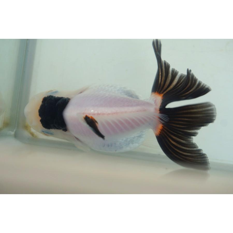 国産 金魚 二才オランダ ハーフムーン 白黒柄 一点物（全長約9cm) 津市