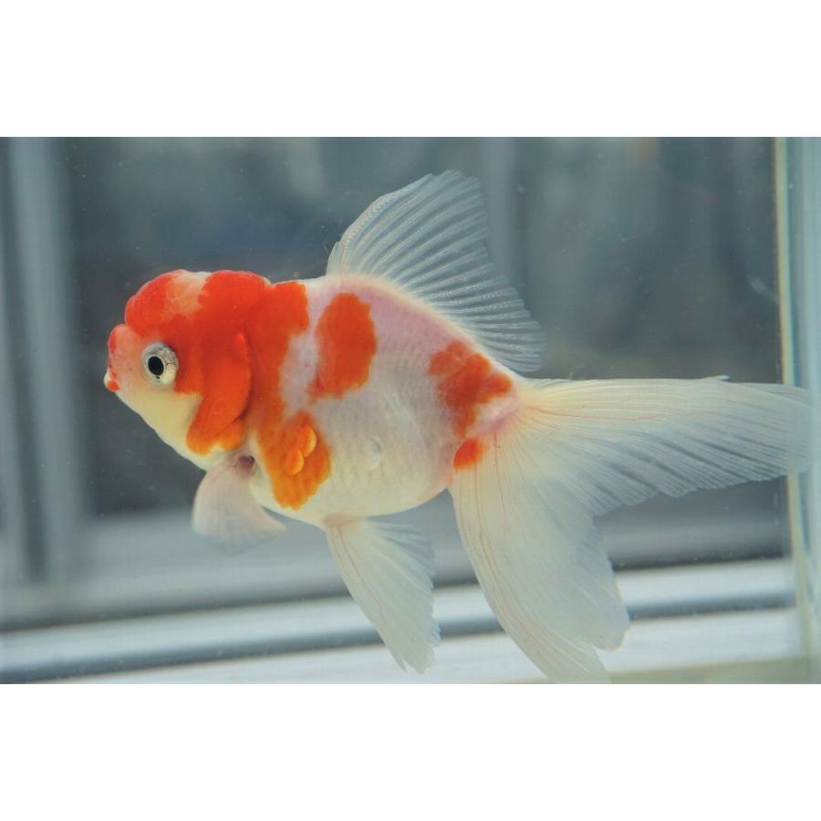 国産金魚 桜東錦 二才 全長約9 10cm オス 弥富産 一点物 1 やとみ金魚ファーム 通販 Yahoo ショッピング