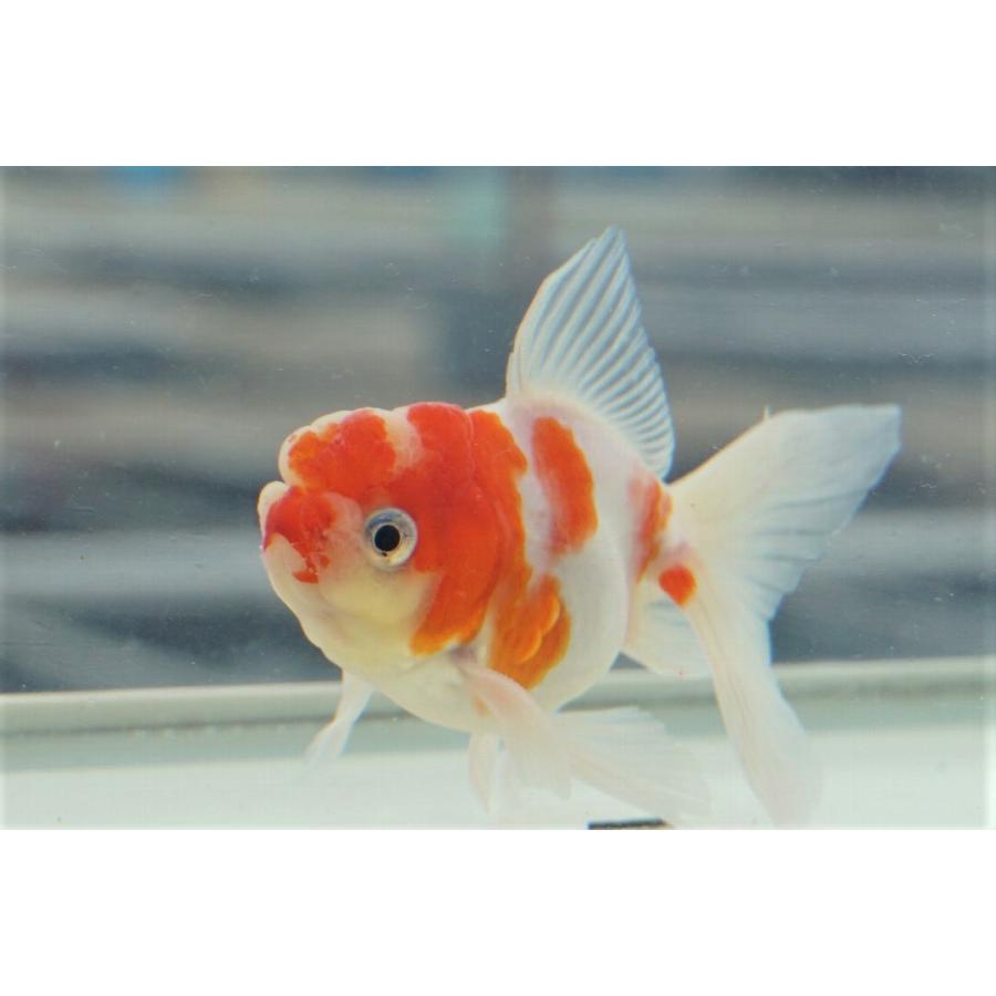 国産金魚 桜東錦 二才 全長約9 10cm オス 弥富産 一点物 1 やとみ金魚ファーム 通販 Yahoo ショッピング