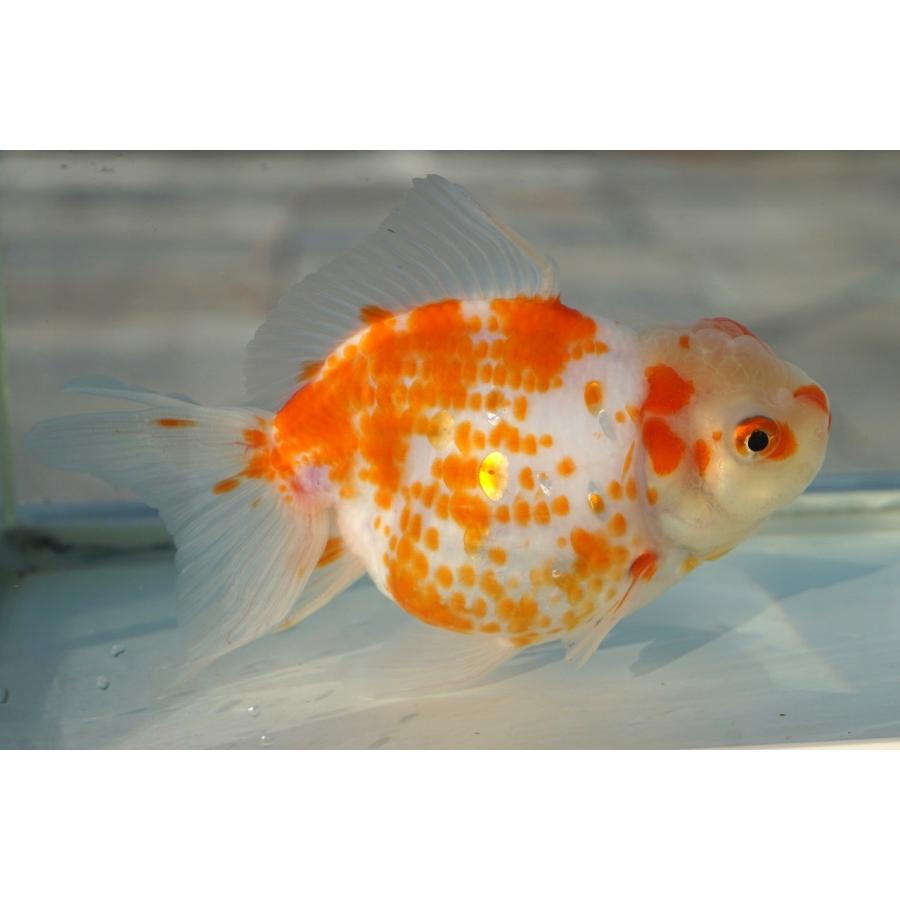 【販売します】金魚 東錦 2歳 □鈴木東錦二歳20cm前後オス【極上】