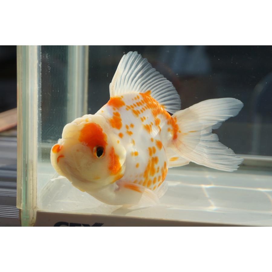 【販売します】金魚 東錦 2歳 □鈴木東錦二歳20cm前後オス【極上】