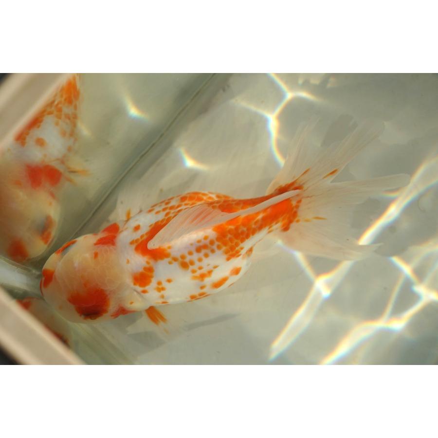 国産金魚 桜東錦 二才 一点物（全長約13cm）三重・後藤氏 メス : や 
