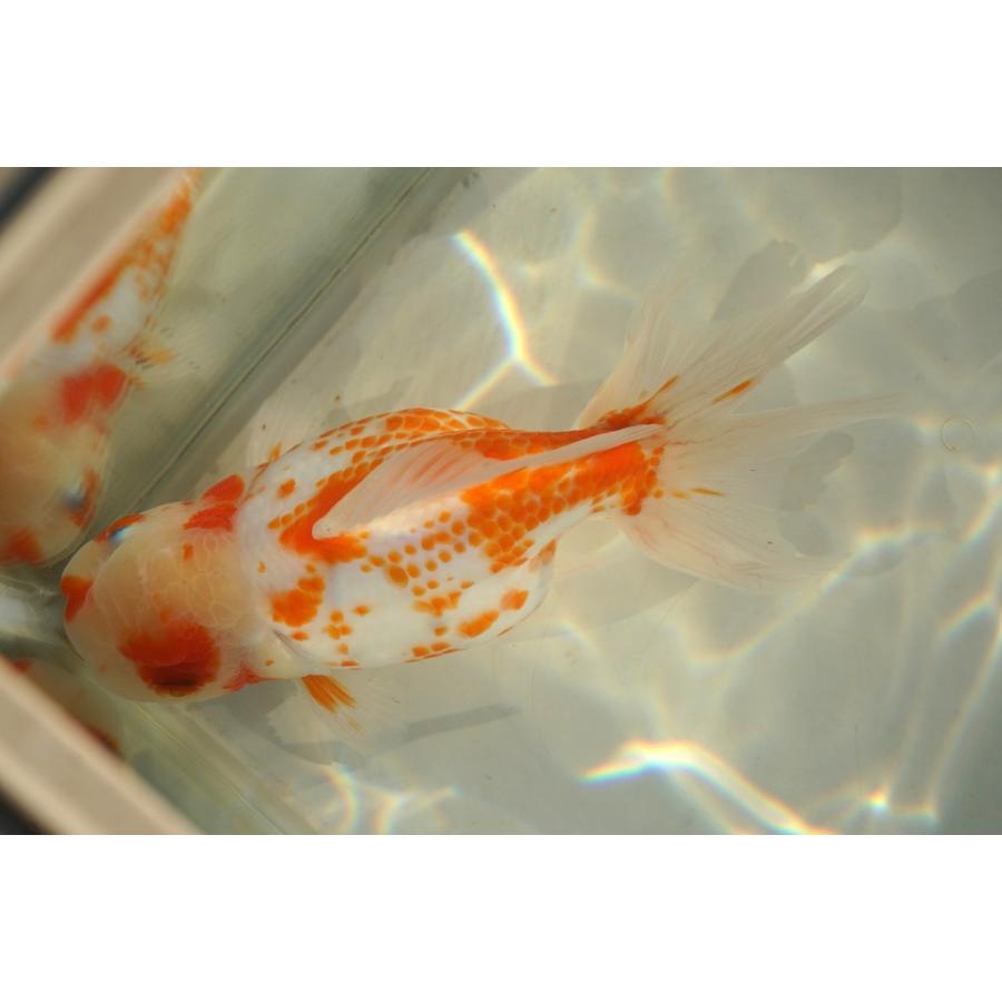 国産金魚 桜東錦 二才 一点物（全長約13cm）三重・後藤氏 メス : や