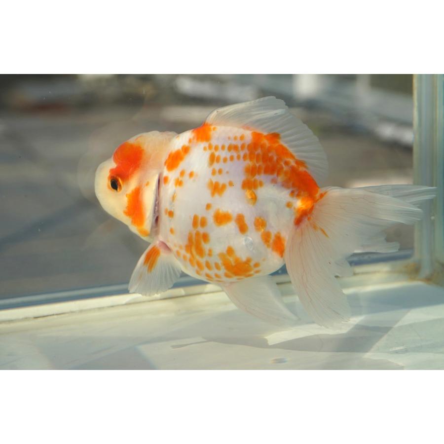 国産金魚 桜東錦 二才 一点物（全長約13cm）三重・後藤氏 メス : や
