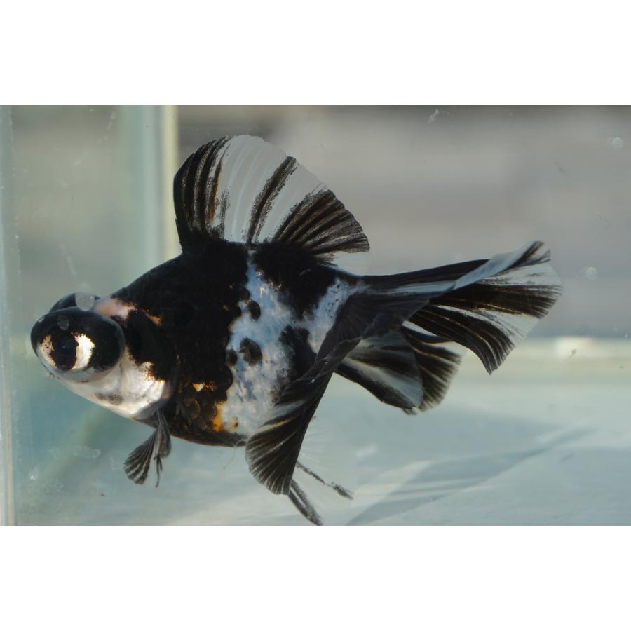 金魚 蝶尾 チョービ 水墨パンダ柄 一点物（全長約8.5cm）中国産 : や