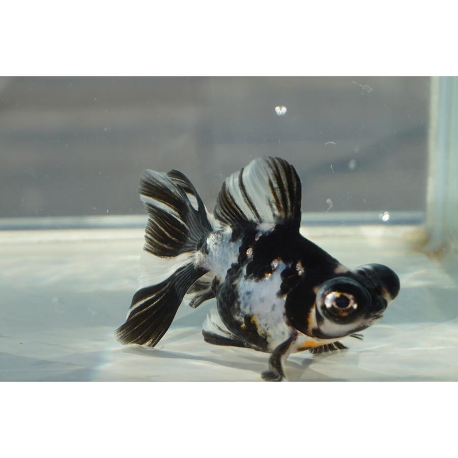 金魚 蝶尾 チョービ 水墨パンダ柄 一点物（全長約8.5cm）中国産 : や