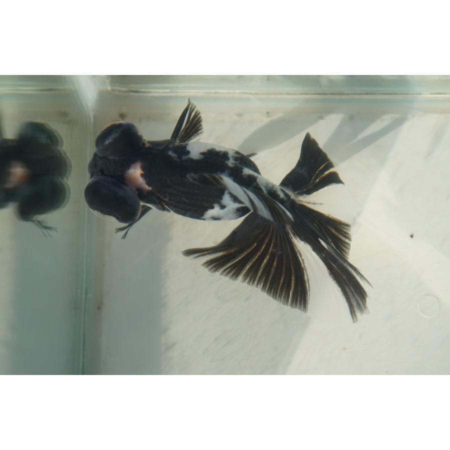 金魚 蝶尾 チョービ 水墨パンダ柄 一点物（全長約8.5cm）中国産 : や
