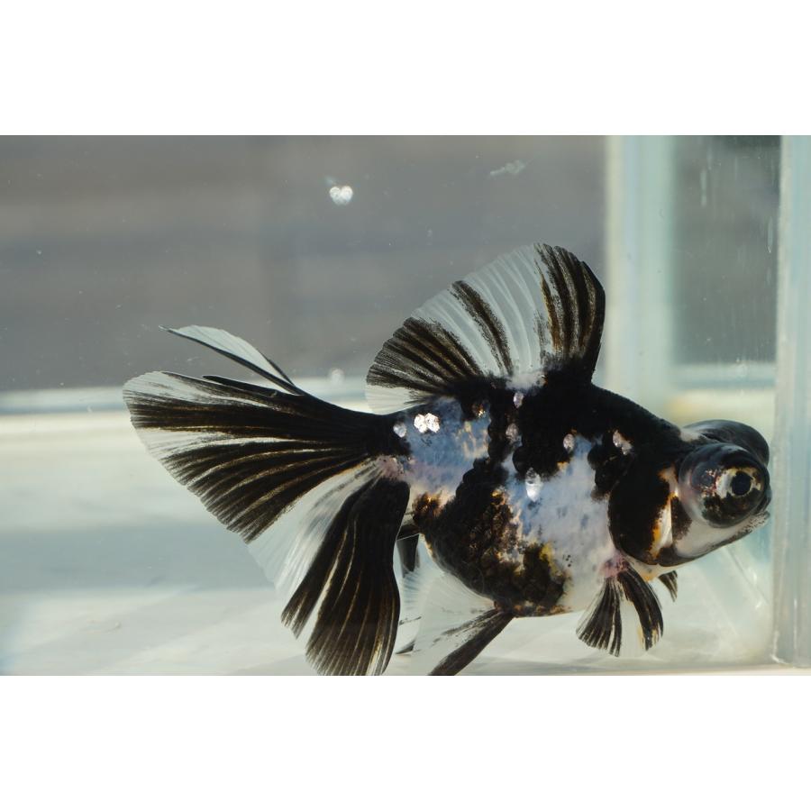 金魚 蝶尾 チョービ 水墨パンダ柄 一点物（全長約8.5cm）中国産 : や
