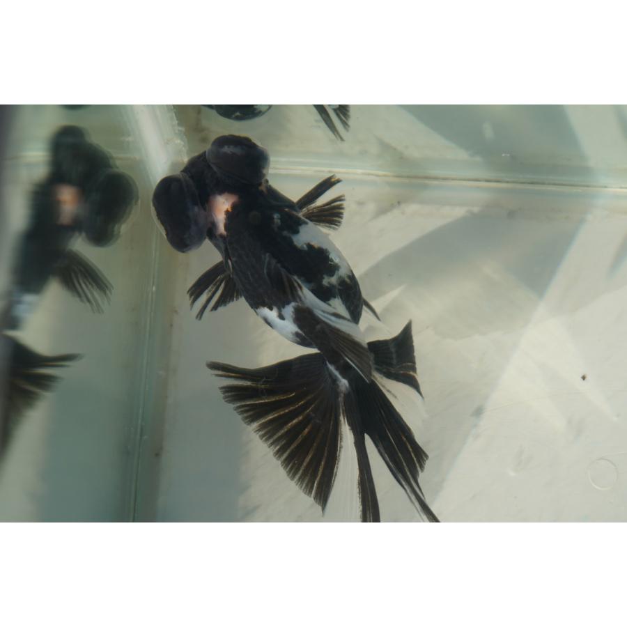 金魚 蝶尾 チョービ 水墨パンダ柄 一点物（全長約8.5cm）中国産 : や