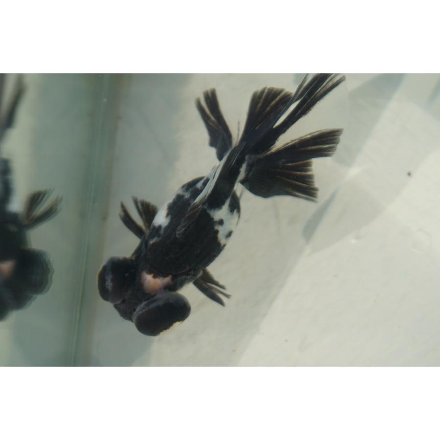 金魚 蝶尾 チョービ 水墨パンダ柄 一点物（全長約8.5cm）中国産 : や