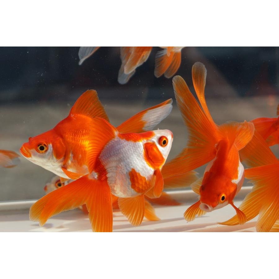 国産金魚 二才琉金 サラサ 素赤 2匹セット（全長約9cm）飯田・棚田氏