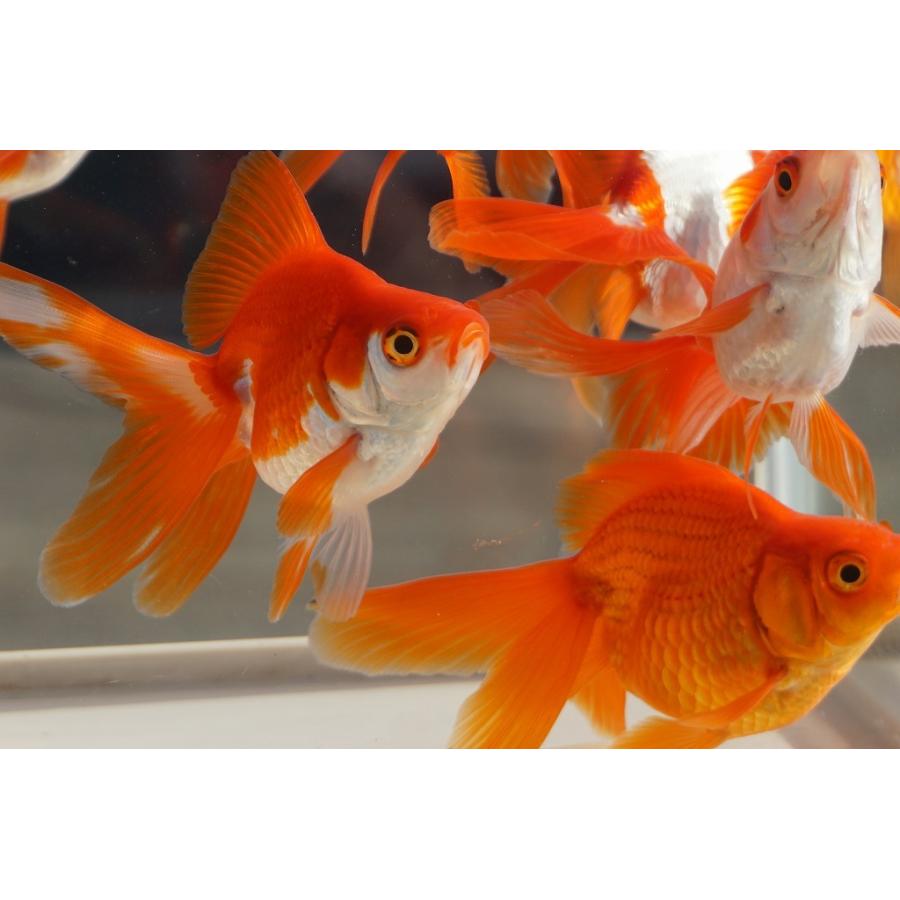国産金魚 二才琉金 サラサ 素赤 2匹セット 全長約９cm 飯田 棚田氏 選りなし 193 やとみ金魚ファーム 通販 Yahoo ショッピング