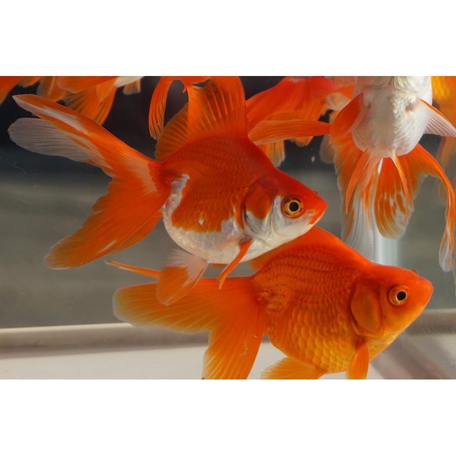 国産金魚 二才琉金 サラサ 素赤 2匹セット（全長約9cm）飯田・棚田氏