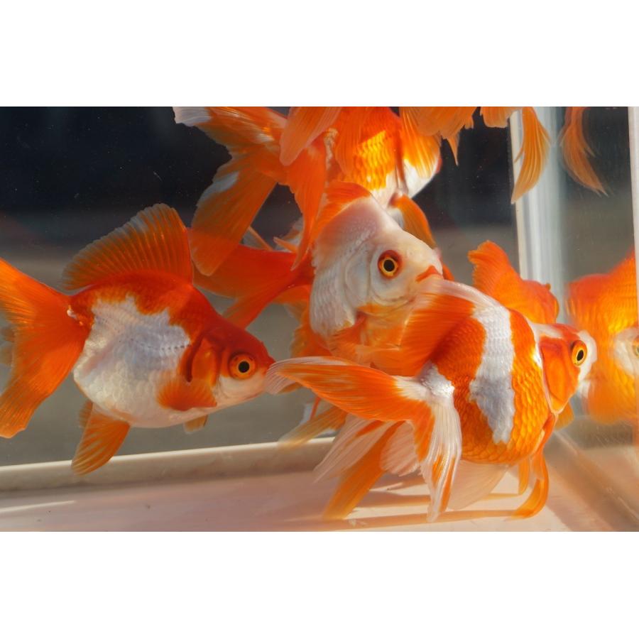 国産金魚 二才琉金 サラサ 素赤 2匹セット（全長約9cm）飯田・棚田氏