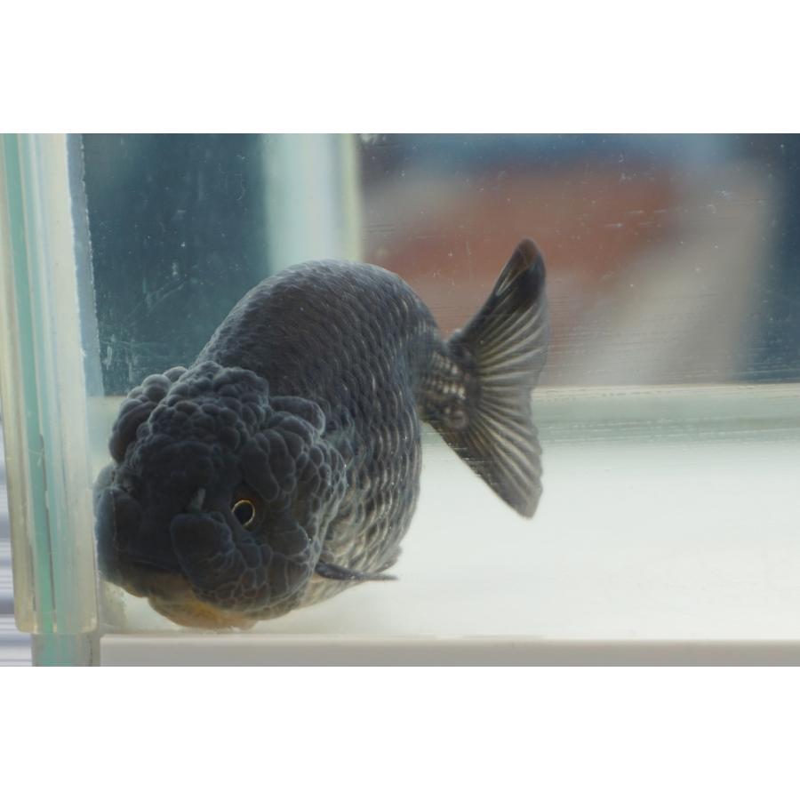 金魚 青ランチュウ 一点物（全長約9cm 中国産) オス : やとみ金魚