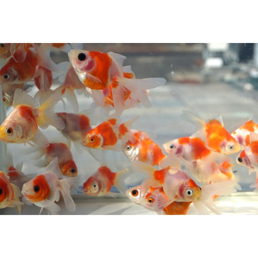 国産金魚 桜琉金 2匹セット（全長約6-7cm 弥富産 八木氏）選りなし
