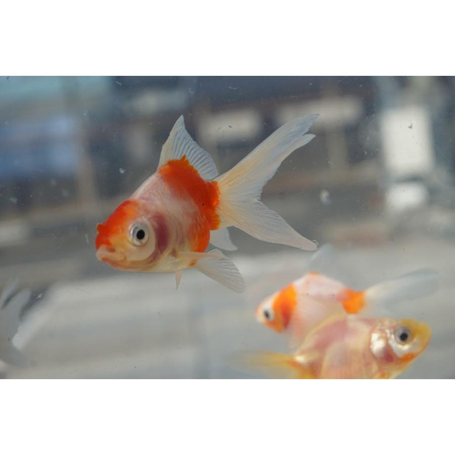 国産金魚 桜琉金 2匹セット（全長約6-7cm 弥富産 八木氏）選りなし