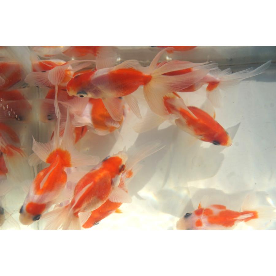国産金魚 桜琉金 2匹セット（全長約6-7cm 弥富産 八木氏）選りなし