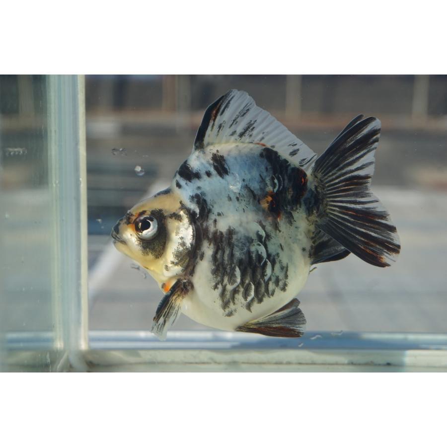 国産金魚 水墨琉金ショートテール 一点物（全長約10cm 三重県産) オス 