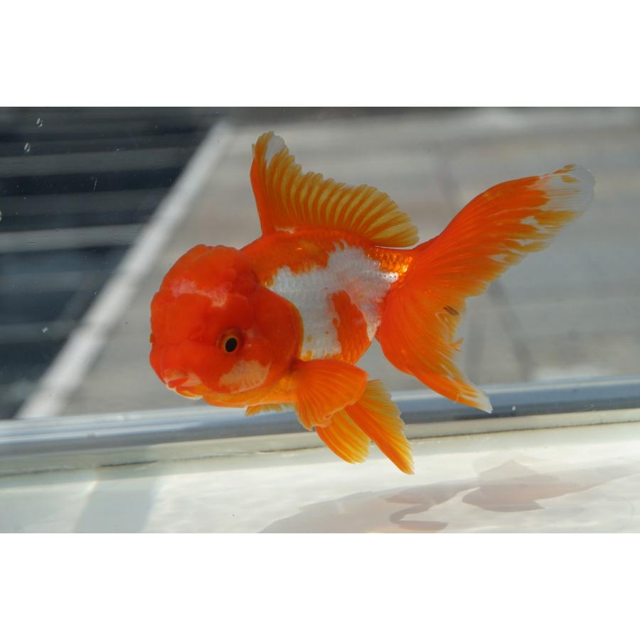 金魚　 国産金魚 三才オランダ サラサ 一点物（全長約13cm 飯田産 棚田氏