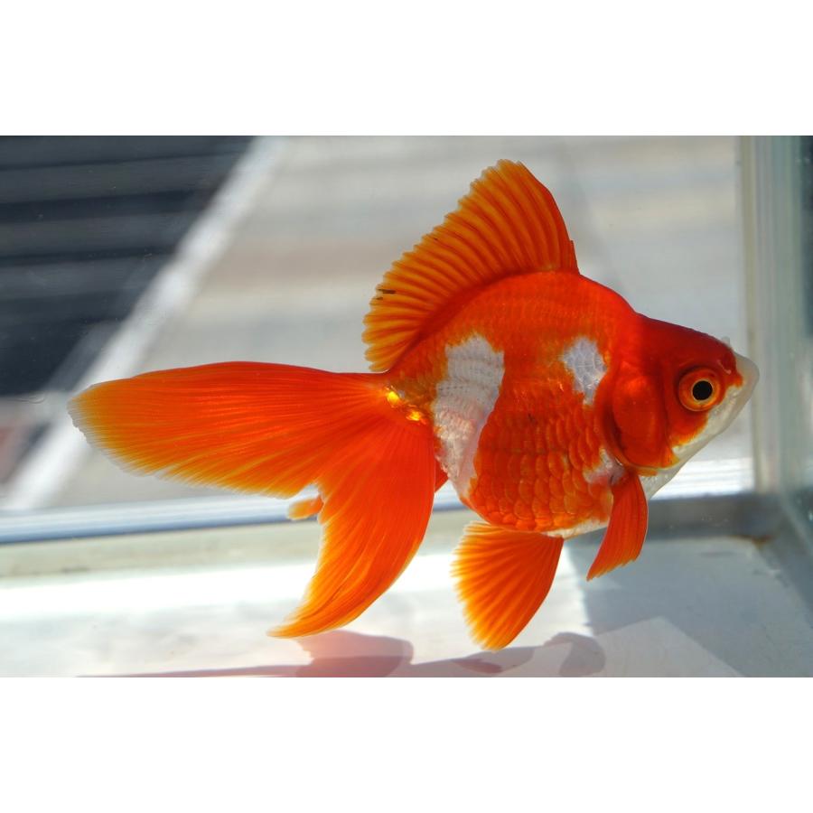 国産金魚 琉金 三才 サラサ 一点物（全長約11cm）産地：飯田市 棚田氏