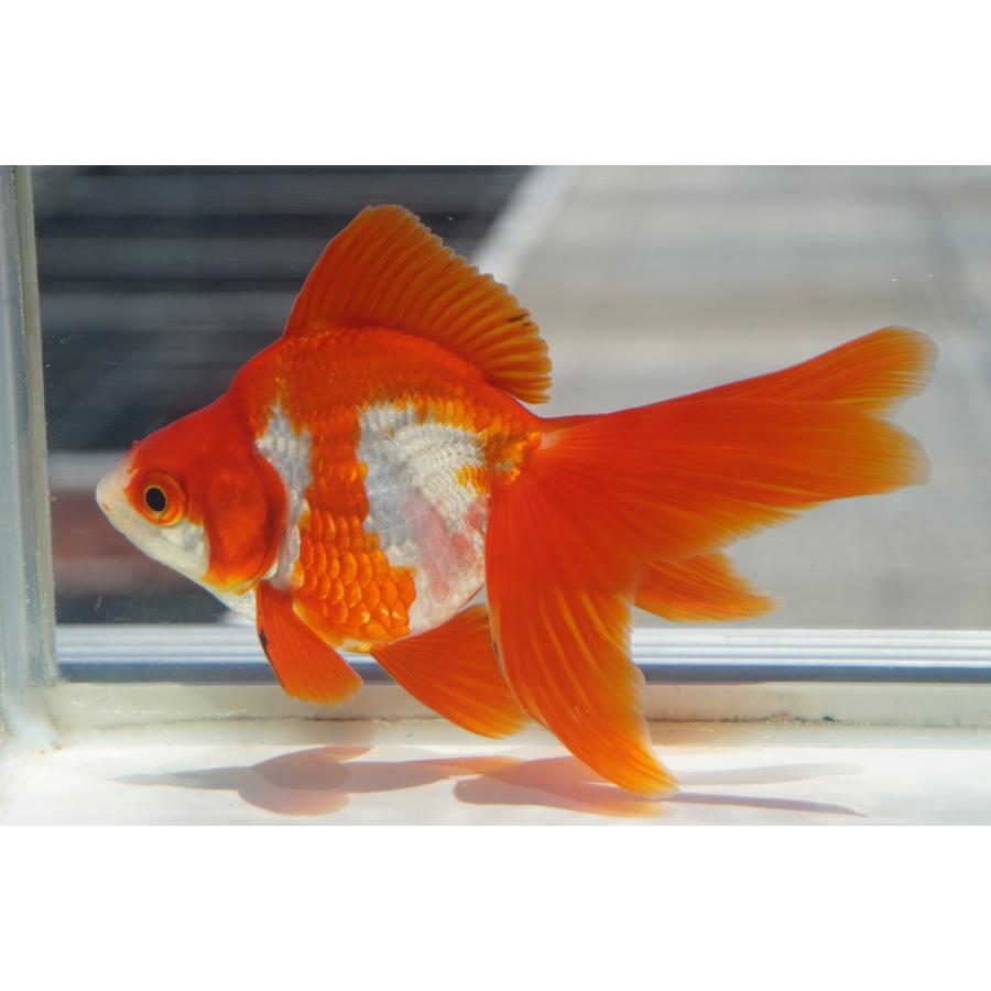 国産金魚 琉金 三才 サラサ 一点物（全長約11cm）産地：飯田市 棚田氏