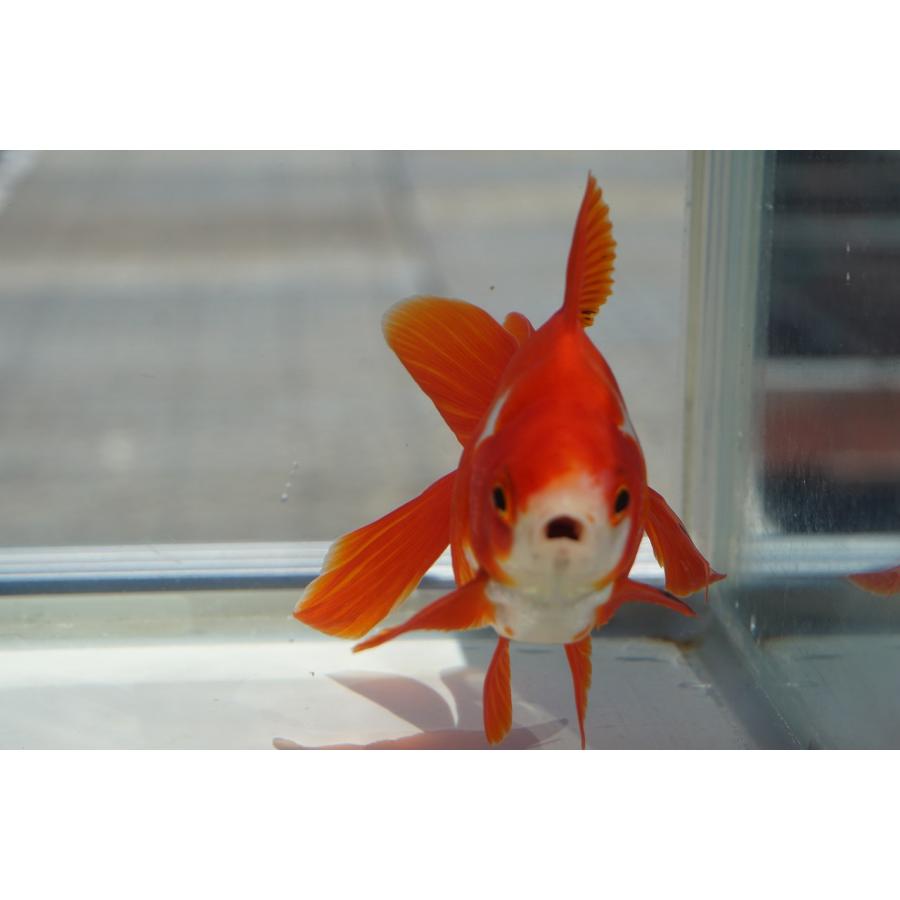 国産金魚 琉金 三才 サラサ 一点物（全長約11cm）産地：飯田市 棚田氏
