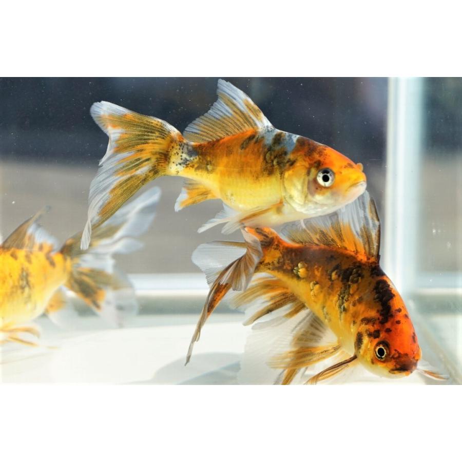 国産金魚 ブリストル朱文金 11cm 弥富産 黄色系 変わり柄 2匹セット 215 やとみ金魚ファーム 通販 Yahoo ショッピング