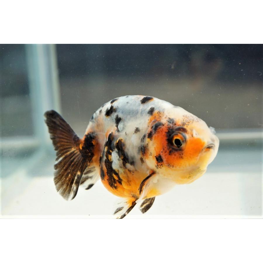 金魚 江戸錦 全長約７cm 中国産 一点物 279 やとみ金魚ファーム 通販 Yahoo ショッピング