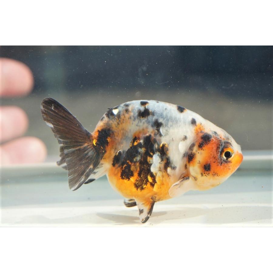 金魚 江戸錦 全長約７cm 中国産 一点物 279 やとみ金魚ファーム 通販 Yahoo ショッピング