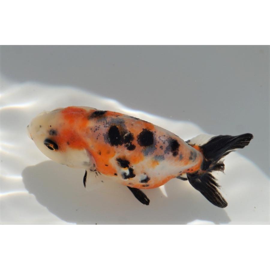 金魚 江戸錦 全長約7 5cm 中国産 一点物 2 やとみ金魚ファーム 通販 Yahoo ショッピング