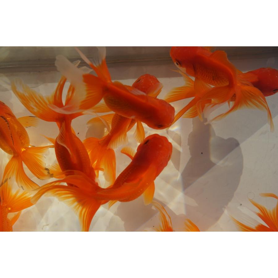 国産 金魚 二才オランダ 素赤（全長約10-11cm 飯田産 棚田氏）選りなし 